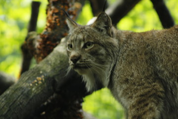 Naklejka na ściany i meble a lynx hunting its prey from high up in a tree in a zoo
