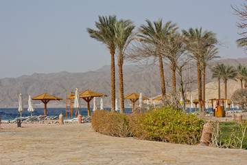 palm trees in the desert