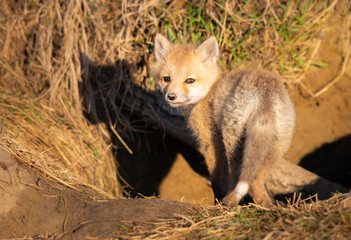 Red fox kits in the wild