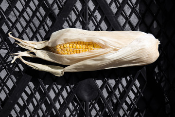 Photo of corn in a box lit by the sun.