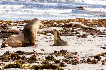 Fototapeta premium Sea Lion with sea lion cub on the sandy beach, South Australia.