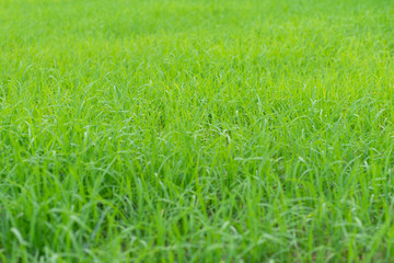 close up of fresh green grass filed background