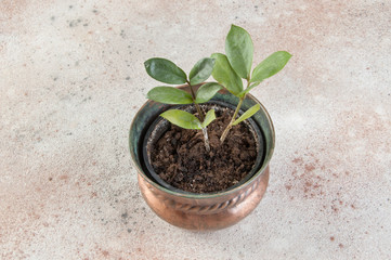 Green plant in old copper flower pot on concrete background.