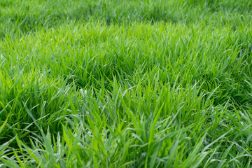 close up of fresh green grass filed background