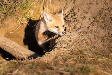 Red fox kits in the wild