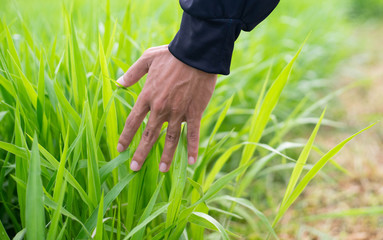 Young farmer hand touch green grass on field