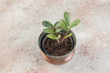 Green plant in old copper flower pot on concrete background.