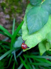 ladybird on a leaf