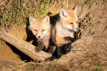 Red fox kits in the wild