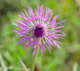 Cirsium vulgare-The spear thistle background