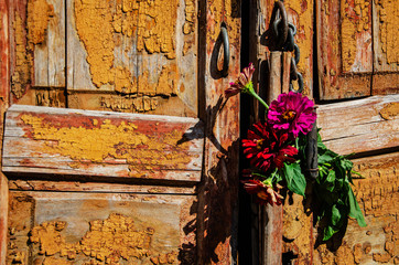 Pattern with flowers on an old wooden background. A bouquet of flowers in an old abandoned place. Flowers on shabby wooden doors. Flowers on a wooden background with a place for an inscription