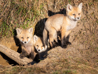 Red fox kits in the wild