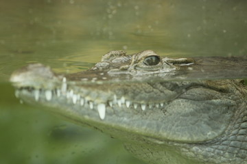 crocodile swimming  in murky water looking for its prey