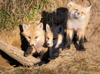 Red fox kits in the wild