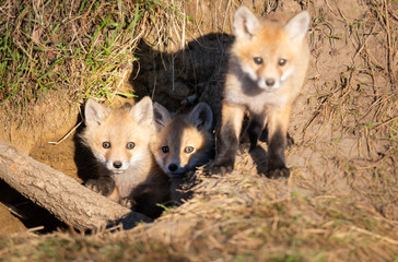 Obraz premium Red fox kits in the wild