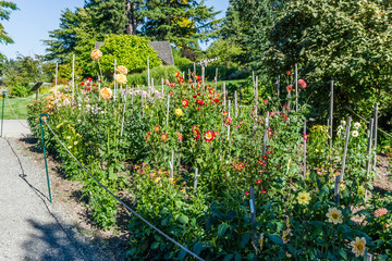 Bellevue Garden Plot