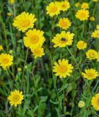 Obraz premium Calendula arvensis- yellow flowers in the field