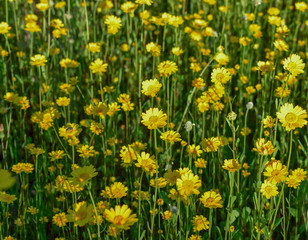 Calendula arvensis- yellow flowers in the field