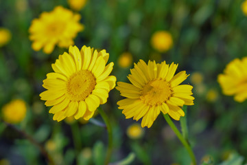Calendula arvensis- yellow flowers in the field