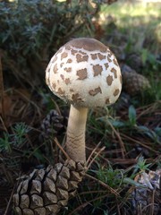 Macrolepiota Procera