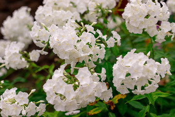 White phlox flower close up in garden on a summer day