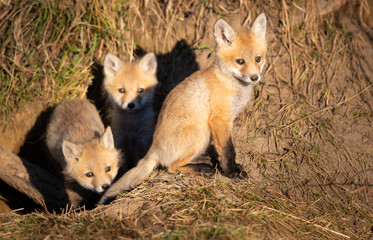Fototapeta premium Red fox kits in the wild