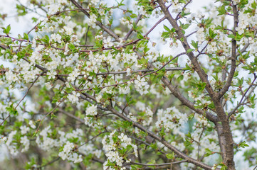 Branches of blossoming apricot macro