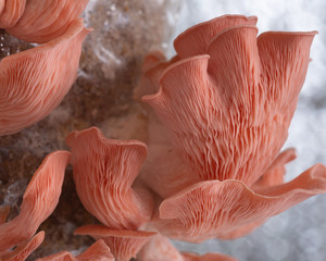 A cluster of Pink Oyster mushrooms