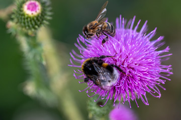 Bumblebee and bee collect nectar on one flower