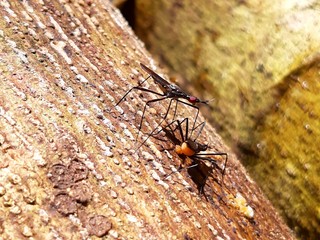 ant on wood