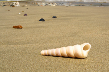 The shell lies on the sand on the beach with waves. Copy space