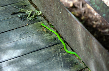 A bright green garden snake rests along the side of a wooden walk bridge at a park in Arkansas on a warm sunny day. Bokeh effect.