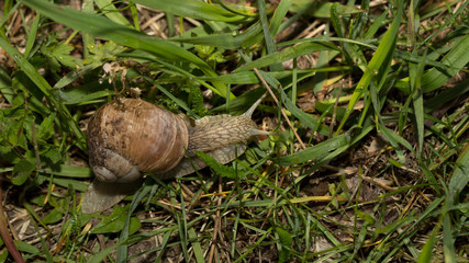Grape snail early morning