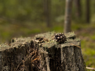 Forest old stump