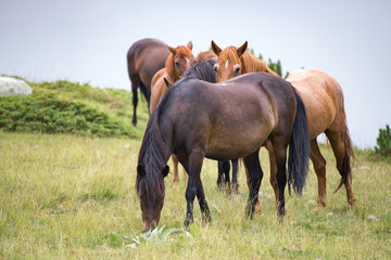 Naklejka na ściany i meble Wild free horses eating and walking in Pirin mountain, Bulgraia. Moving around.