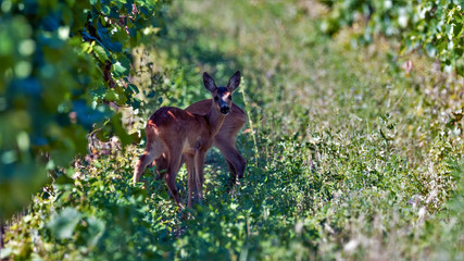 deer, tier, wild lebende tiere, natur, säugetier, wild, gras, braun, 