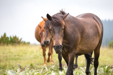 Naklejka premium Wild free horses eating and walking in Pirin mountain, Bulgraia. Moving around.