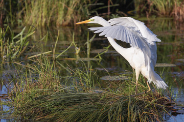 Great egret
