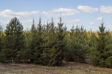 conifers growing in an overgrown field