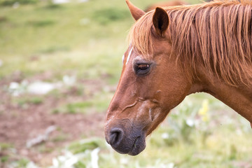 Fototapeta premium Wild free horses eating and walking in Pirin mountain, Bulgraia. Moving around.