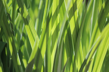 green grass background