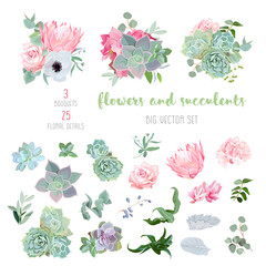 Succulents, protea, rose, anemone, echeveria, hydrangea, decorative plants big vector collection