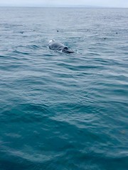 Fototapeta premium humpback whale 