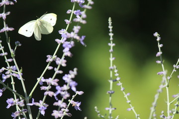 white butterfly in purple flowers