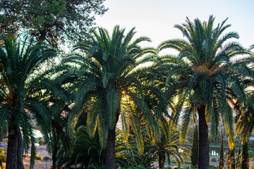 Fototapeta premium Photo of some beautiful and green palm trees during sunset in the city. Holidays