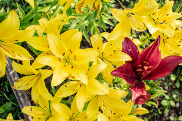 Yellow and red lily flowers in a natural setting.