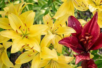 Yellow and red lily flowers in a natural setting.