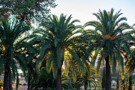 Photo of some beautiful and green palm trees during sunset in the city. Holidays