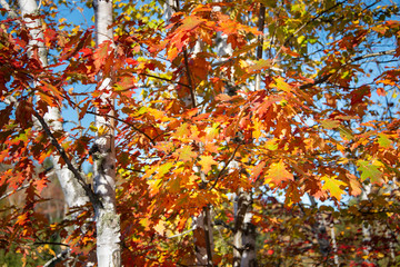 Autumn orange and red maple leaves and white birch tree trunks in Mont Tremblant, Canada