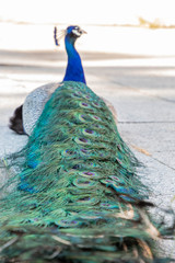 Obraz premium Male peacock resting in a park with flowers